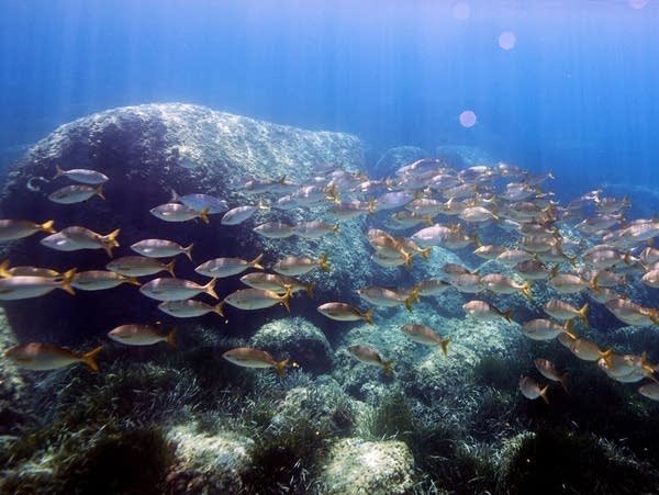 Mediterranean bream fish