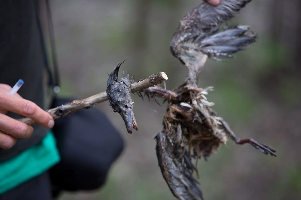 Eagle prey
