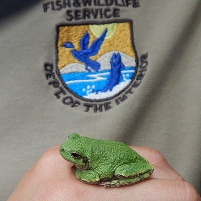 A person holding a small tree frog