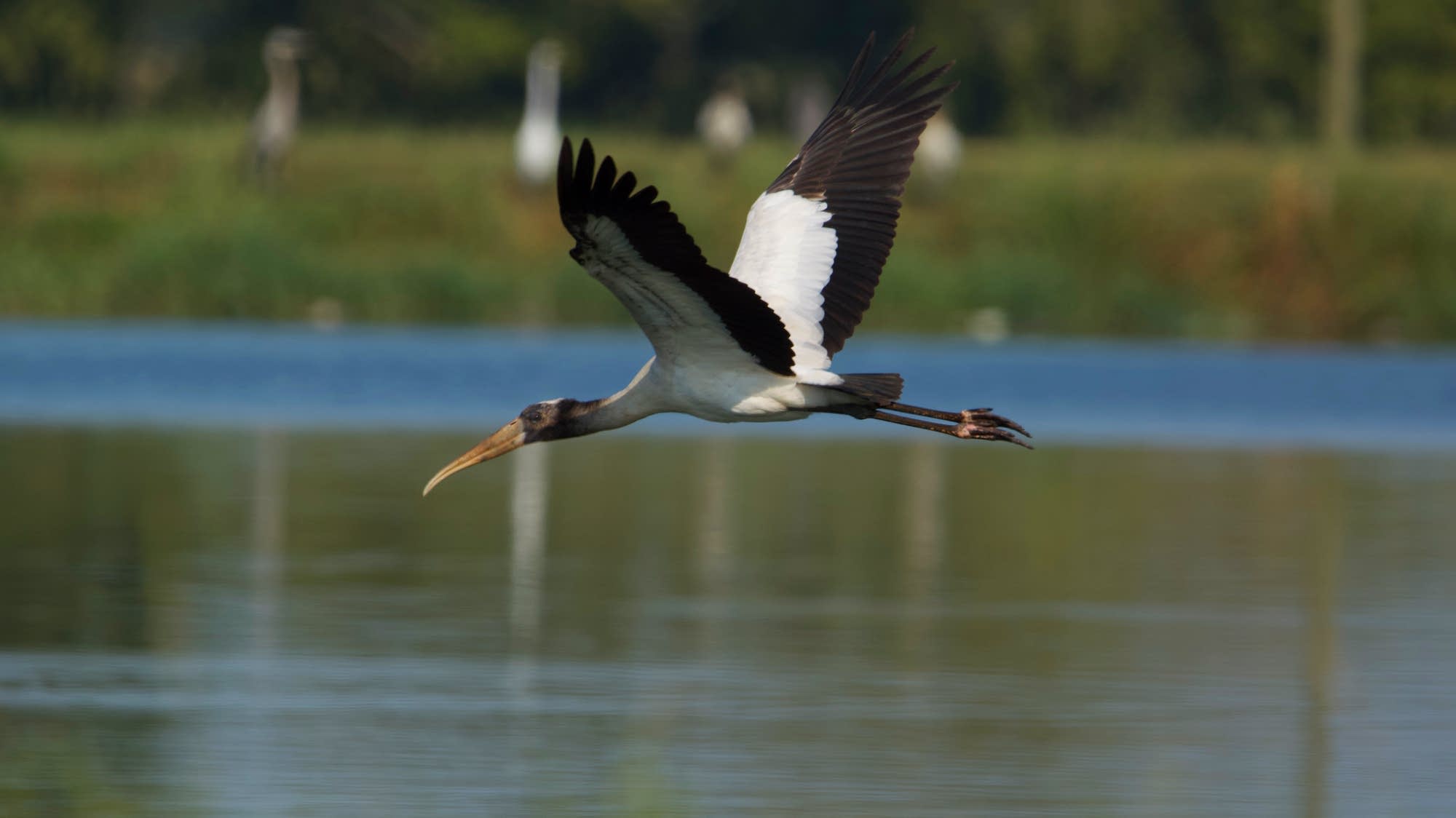An Alabama cattle farm with a bird-tourism side hustle