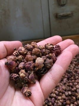 Help the DNR grow forests, and get cash