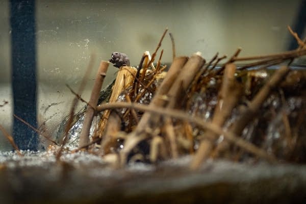 A small toy beaver on a dam