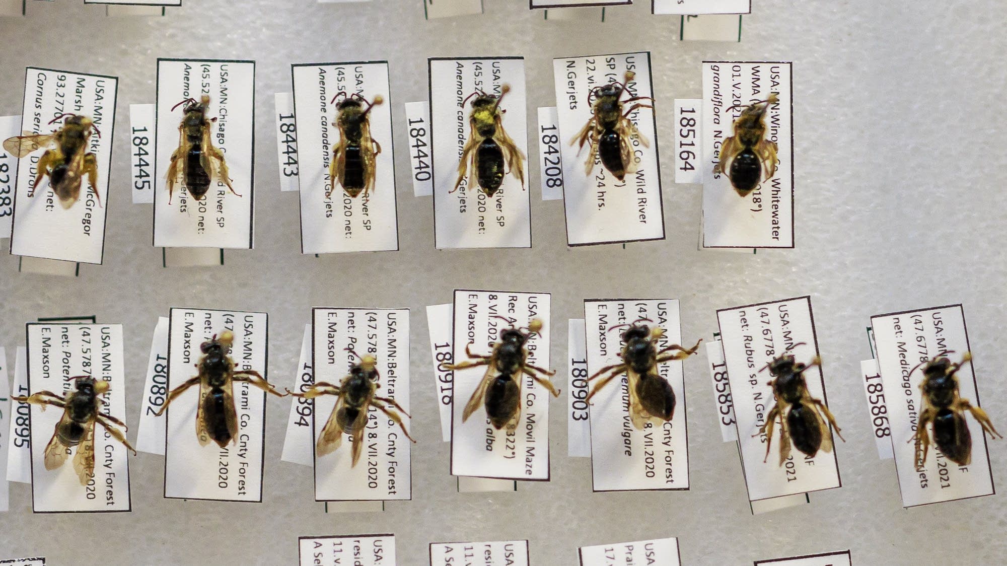 Buzzz New Research Finds More Than 500 Bees Native To Minnesota MPR News