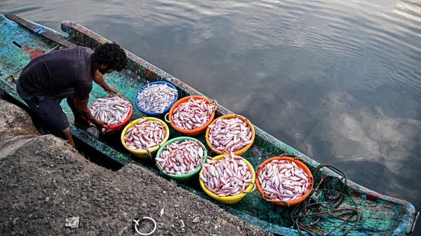 A fisherman unloads baskets of fish for sale.