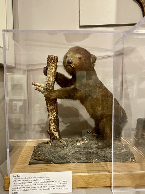 Taxidermy of a small bear cub displayed behind glass.
