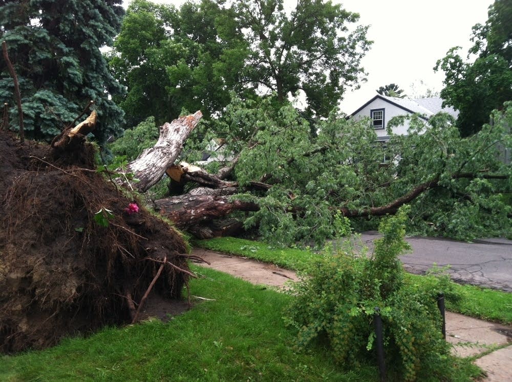 Uprooted