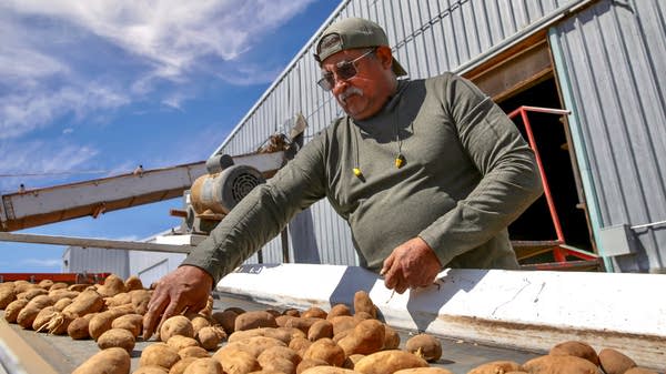 A man sorts through potatoes on a processing line.
