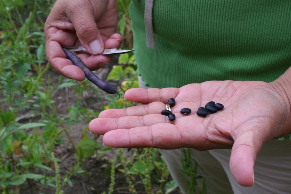 Black bean plants