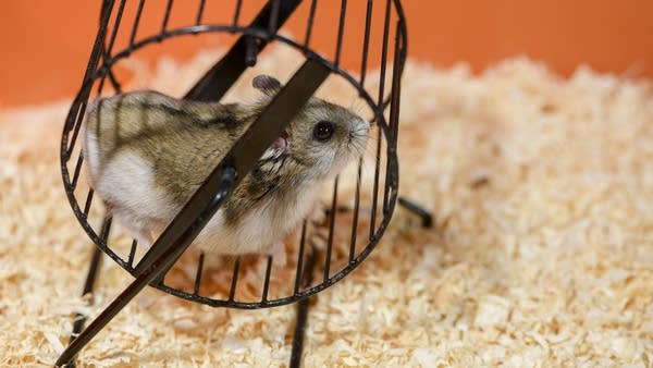 The endless hamster wheel of inflation
