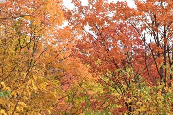 Breezy all weekend; highest flake chances in NE Minnesota, NW Wisconsin