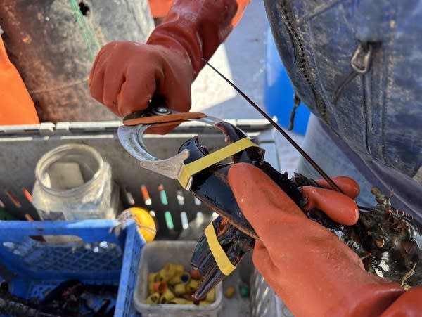 A person measures the claw of a lobster.