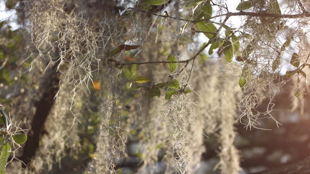 Savannah Music Festival