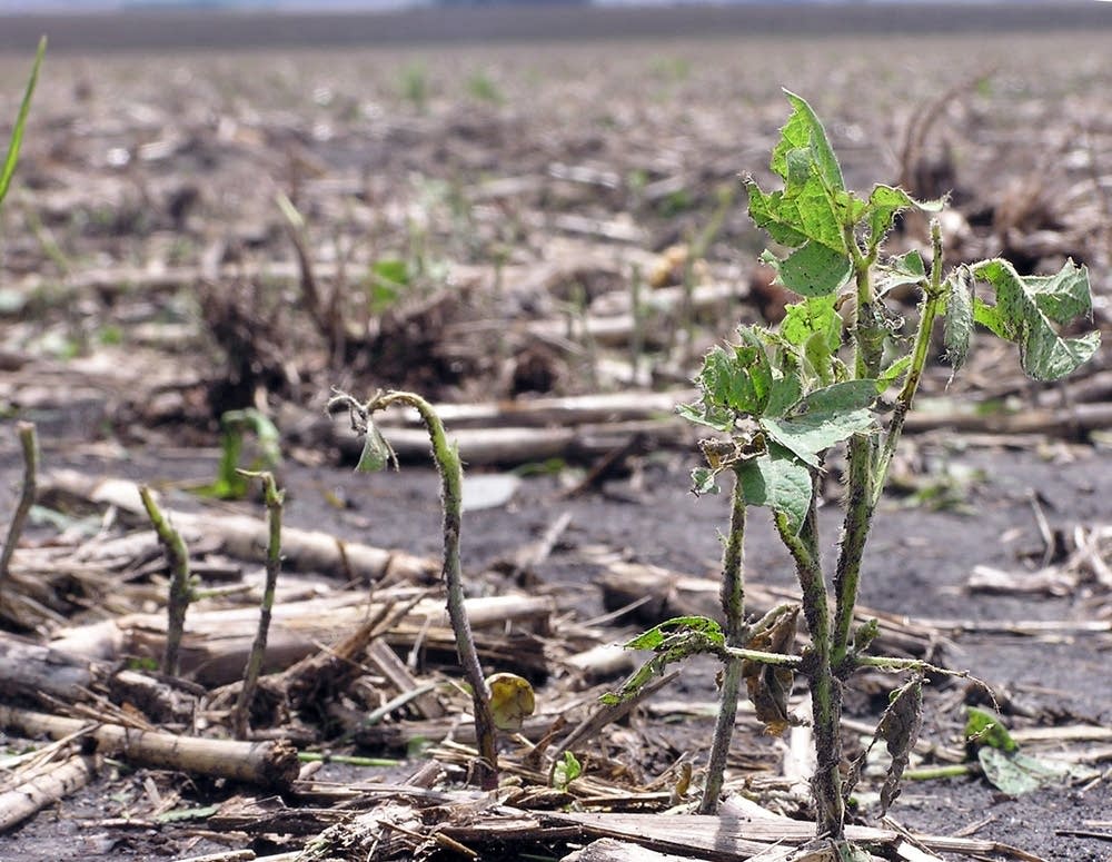 Soybeans were hard hit by hail in southwest Minn.