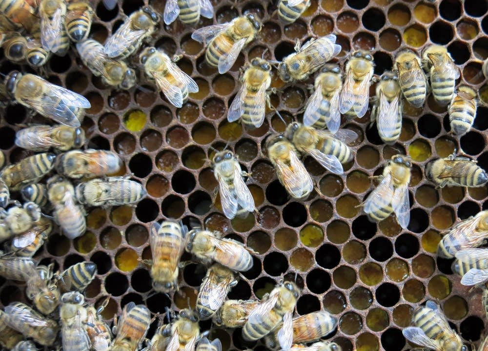 Honey bees crawled across pollen stored in a frame