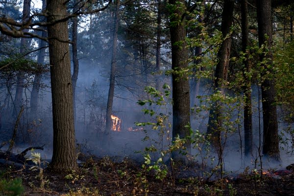 Smoke is seen through the trees