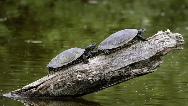 A pair of turtles perch on a log on Little Rock Lake.