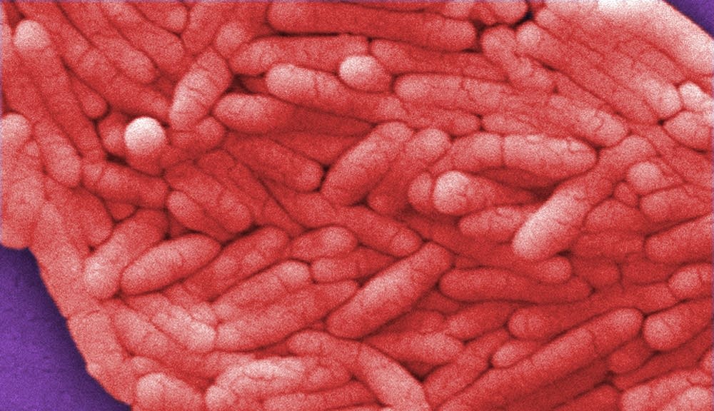 Salmonella bacteria