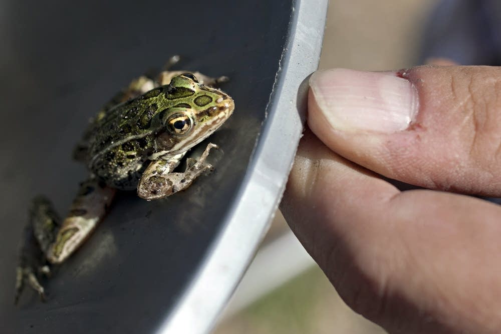 A young leopard frog