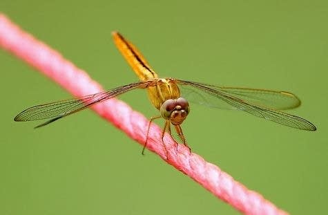 Study: Insecticides devastating insects (and ecosystems, too)