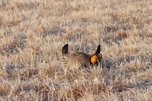 A male chicken inflates air sacs to attract females