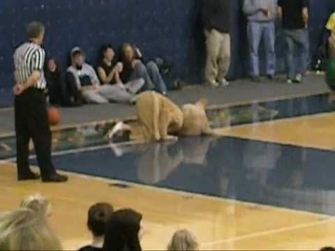 Video: Goldy, this guy needs your help