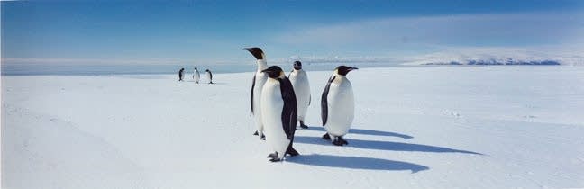 Penguins