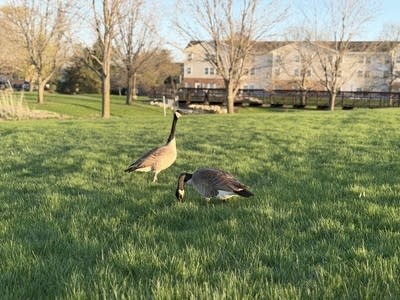 Who gives a honk? As Rochester works to curb geese population, some residents push back