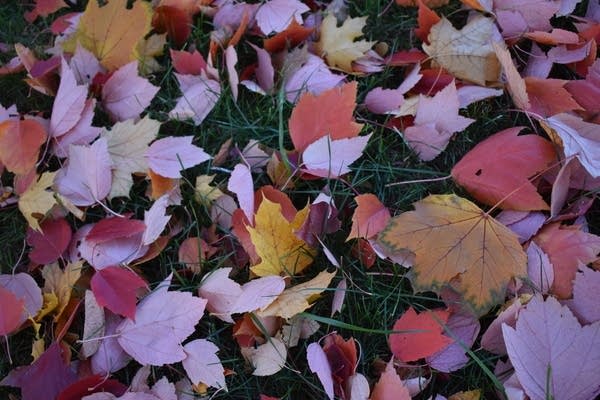 Mild temps Sunday and Monday; rain chances highest in northern Minnesota