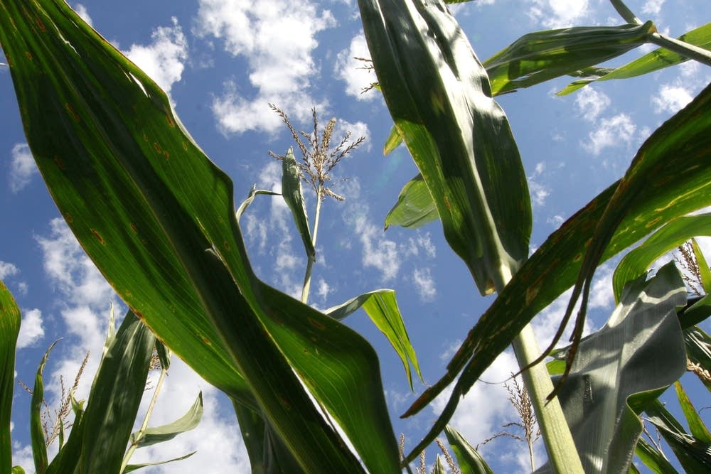 Field of corn