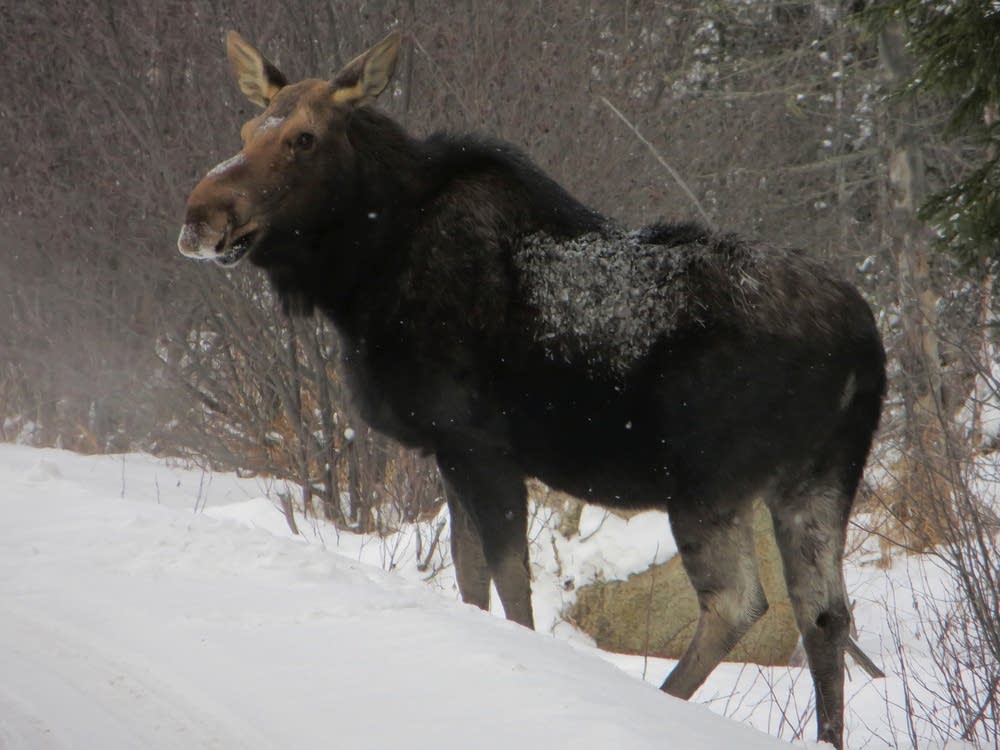 Moose on the Gunflint Trail