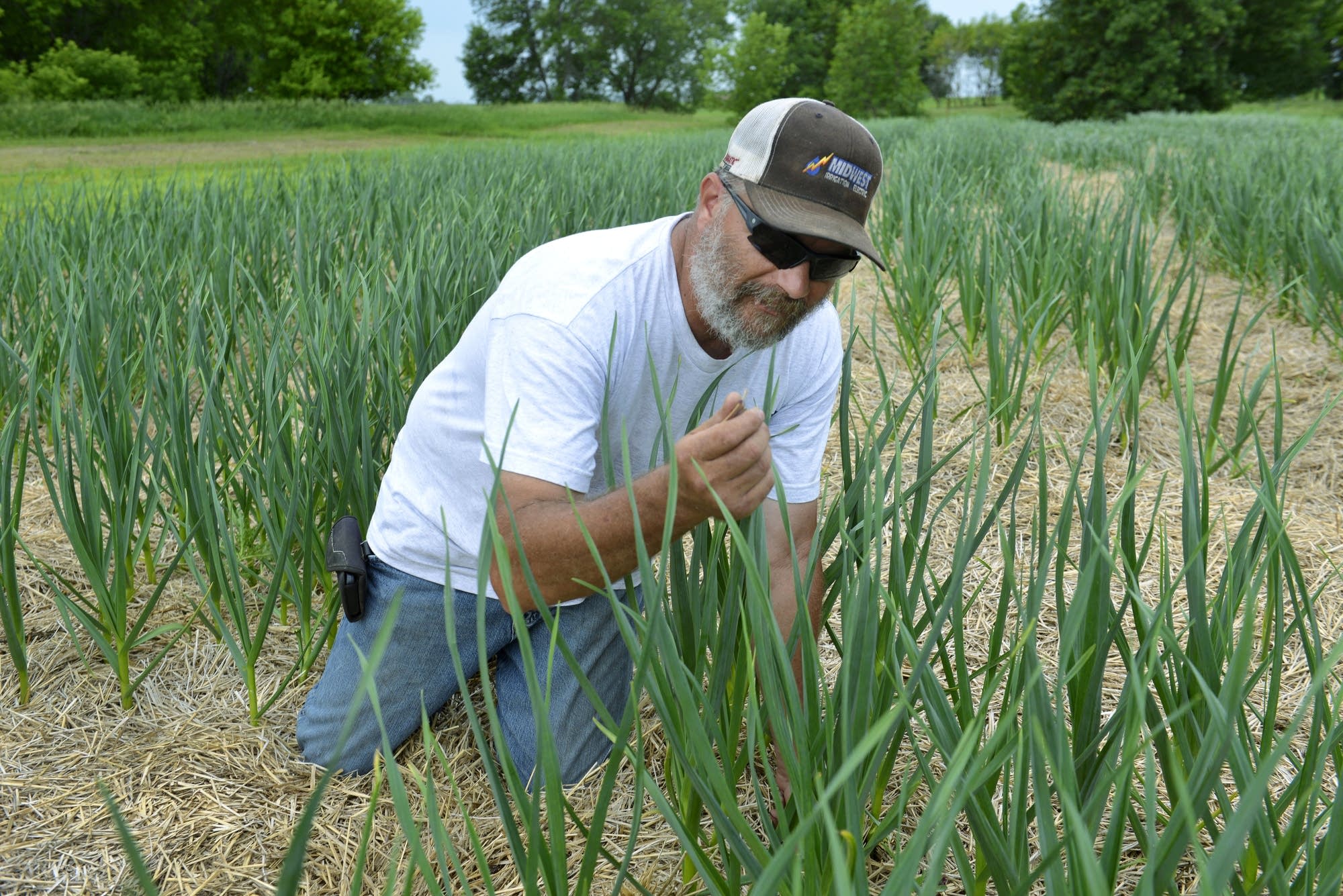 Russ Swenson in his quarter-acre garlic field near Clinton, Minn.
