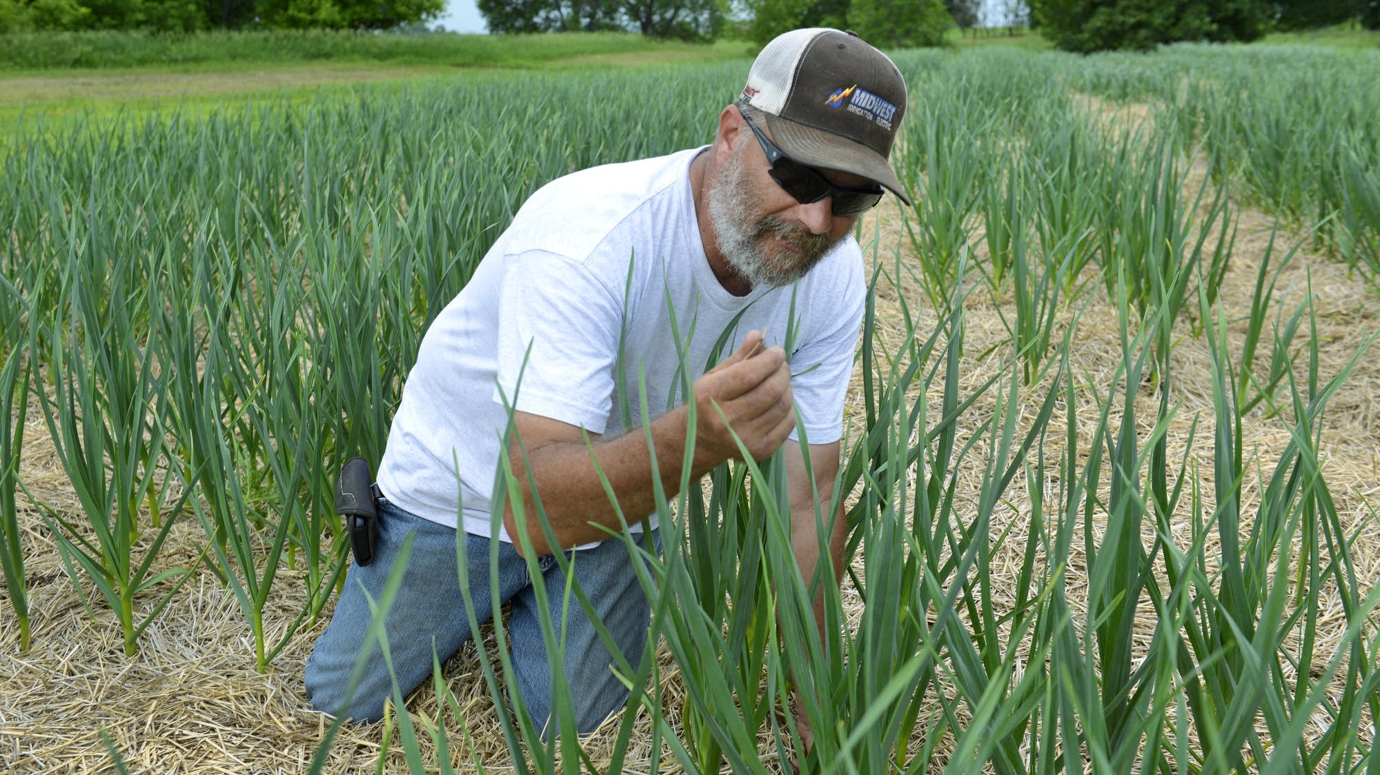 Grocers, growers, garlic Can locally grown take root in Minnesota