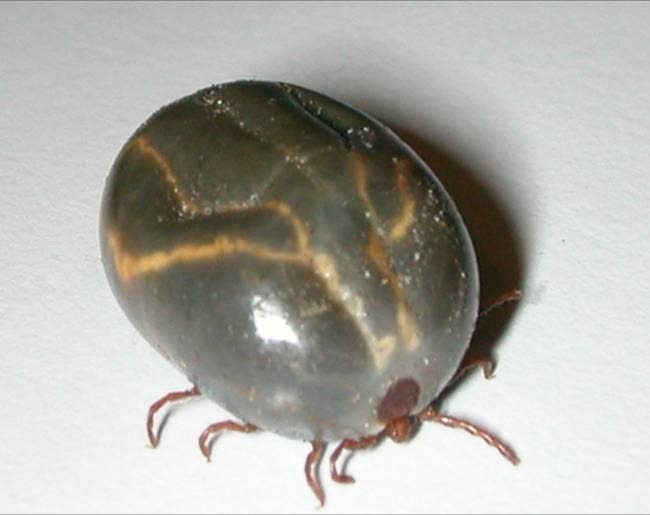 A bush tick, or long-horned tick, after a blood meal.