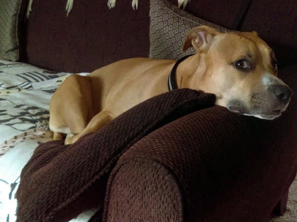 To celebrate freedom, America tortures its dogs