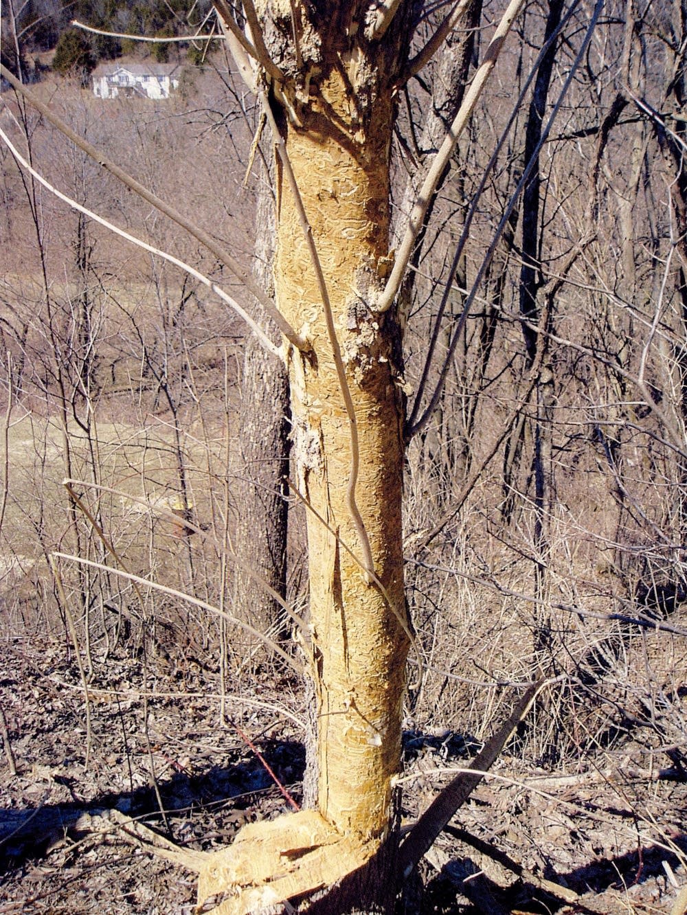Minn., Wis. impose quarantine to fight spread of ash borer MPR News