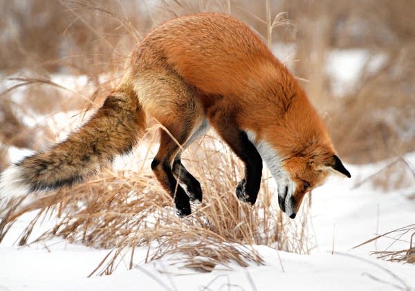 Fox pounces