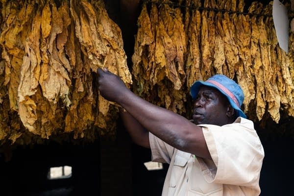 Africa's largest tobacco producer, Zimbabwe, is seeing a slump in demand.