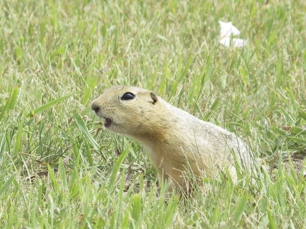 Ground squirrels are taking over a North Dakota city and officials are not amused