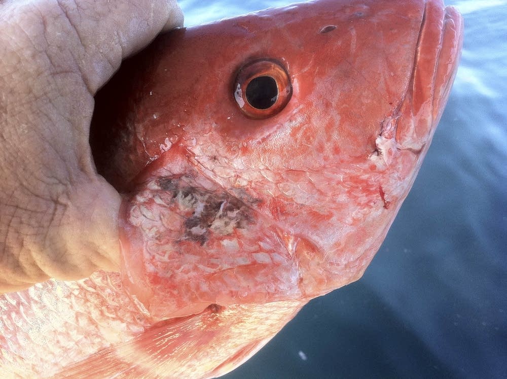 Sick fish