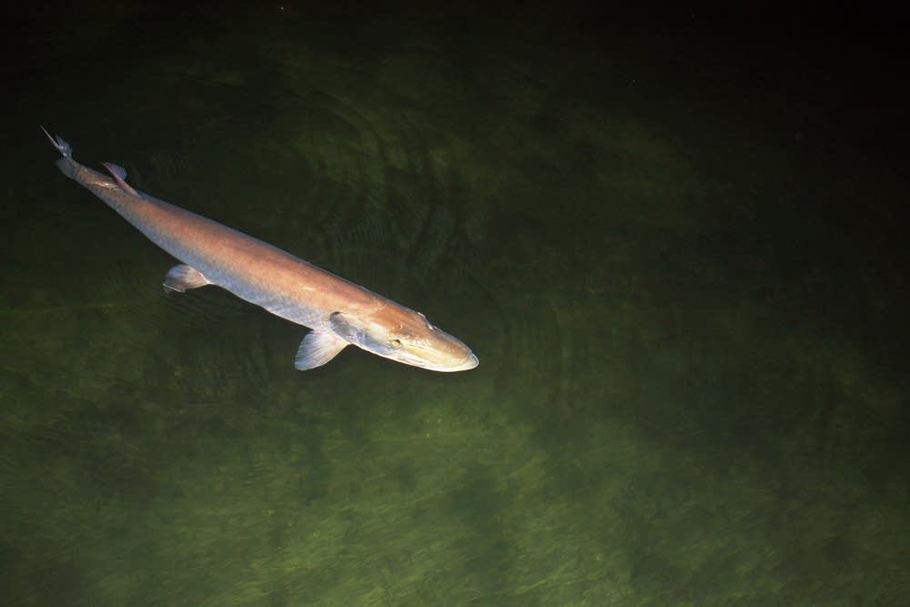 A muskie recovers after being stunned by researchers.