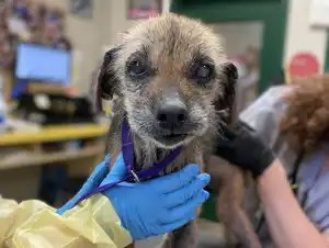 A Touching Rescue: The Story of a 15-Year-Old Blind and Deaf Dog – New ...
