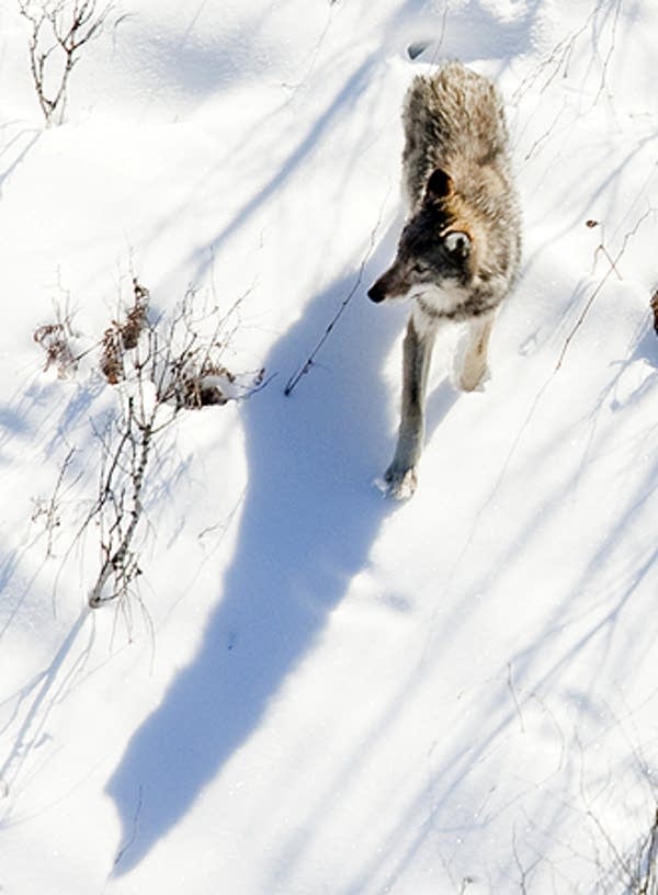 Wolf in norther Minnesota