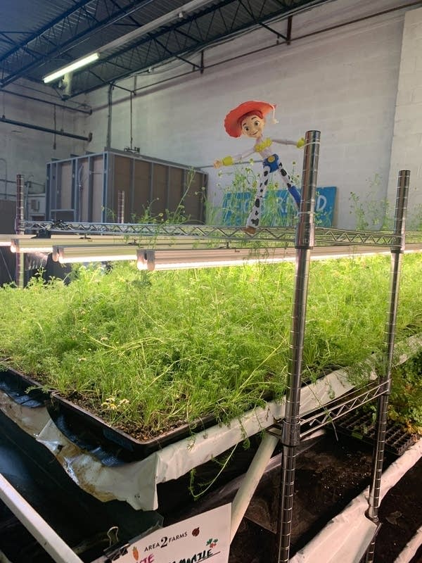 Plants grow in an indoor farm