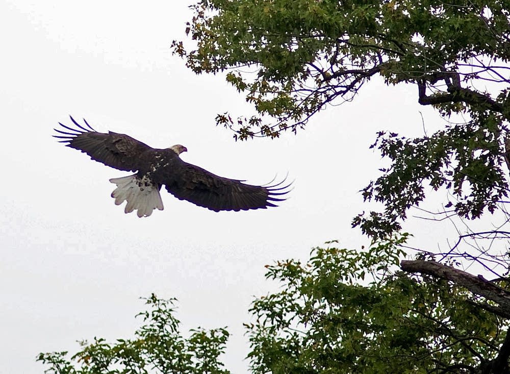 Bald eagle