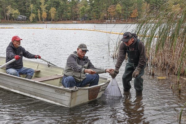 Whitefish Chain’s early attack on invasive species shows signs of success