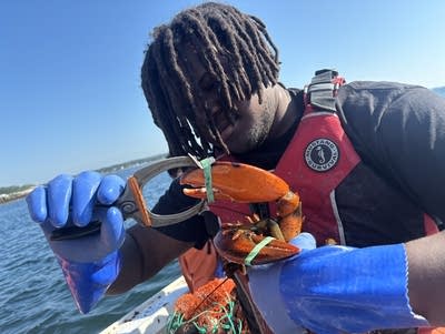 A man measures the size of a lobster claw.