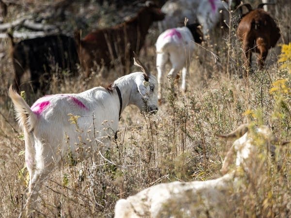 At Minnesota Capitol Goat Caucus Meets For Lunch Fights Invaders 