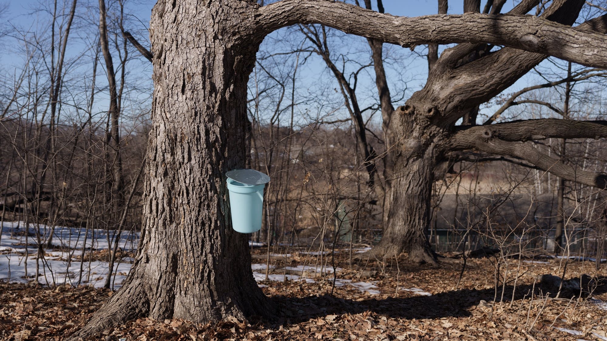Tapping into the science of maple syrup