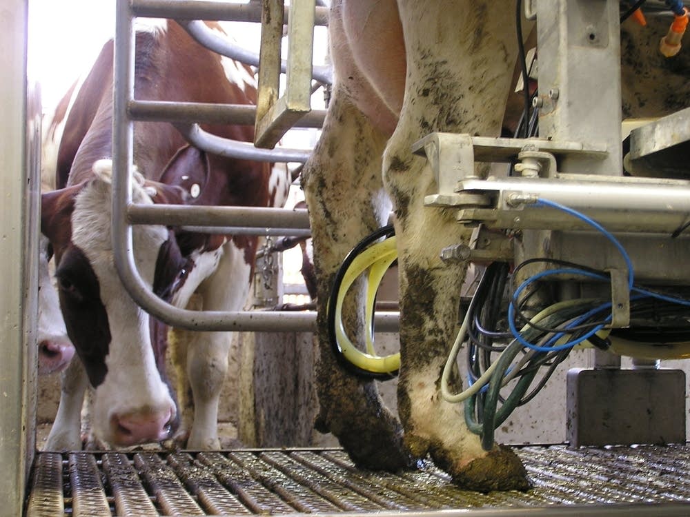 Cow waits