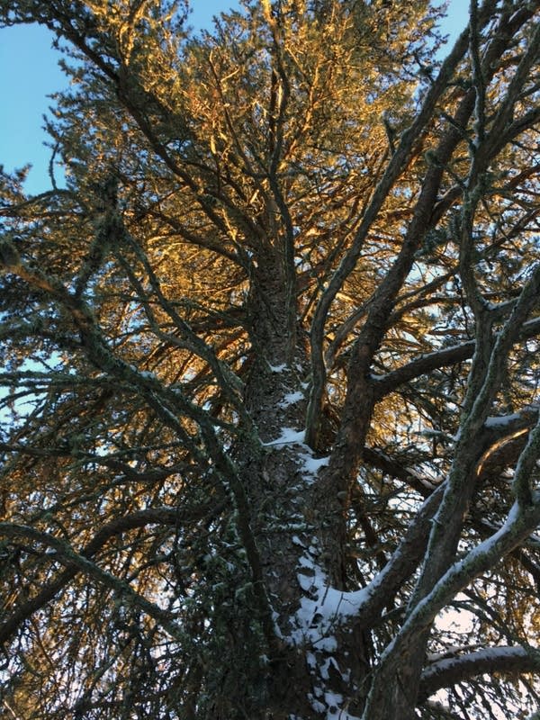 The largest known jack pine in the nation is at Voyageurs National Park.